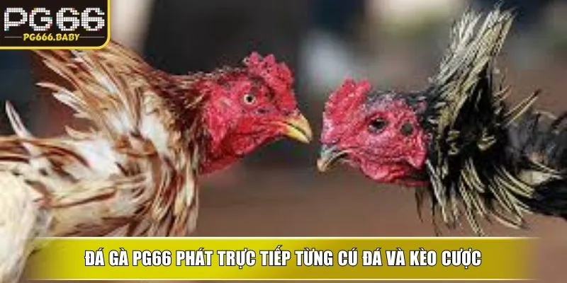 Đá gà PG66 phát trực tiếp từng cú đá và kèo cược